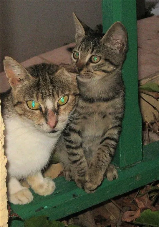 Mikes restaurnat cats